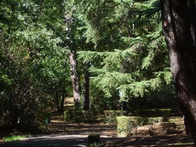 Alberi nel parco di Villa Aldrovandi Mazzacorati