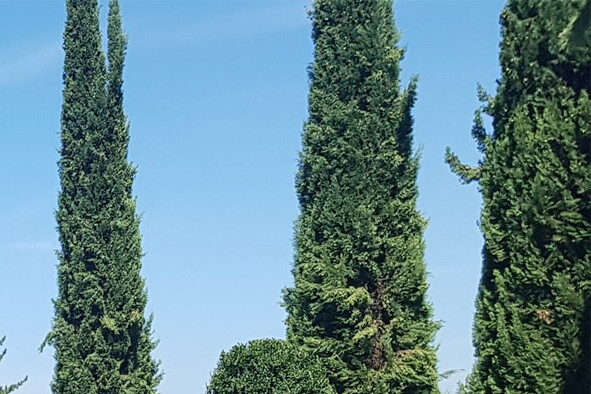 copertina di Gli alberi monumentali di via Saragozza | Visita guidata