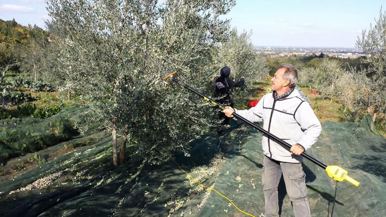 copertina di All'azienda Bonazza "Merenda nell’oliveta" 