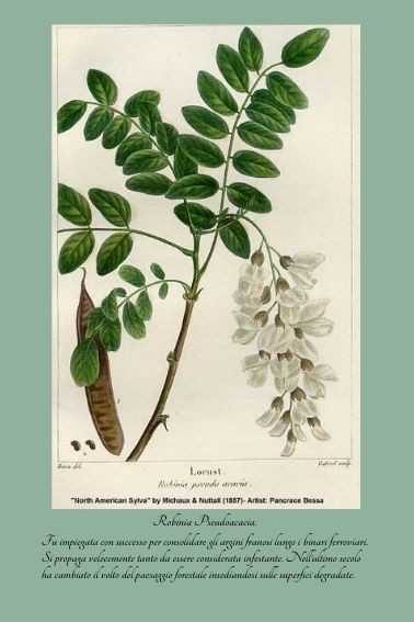 ROBINIA PSEUDOACACIA - 15 NOVEMBRE.jpg