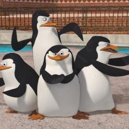 pinguini madagascar.jpg