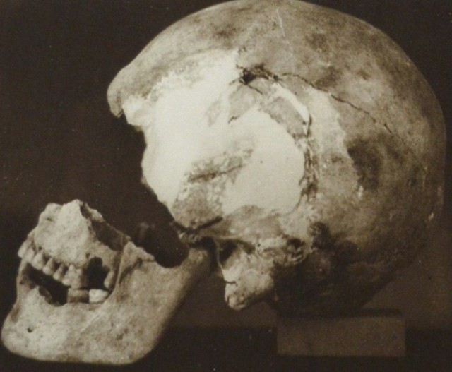 Uno dei crani preistorici rinvenuti da Luigi Fantini nel 1935 nel deposito del sottoroccia del Farneto
