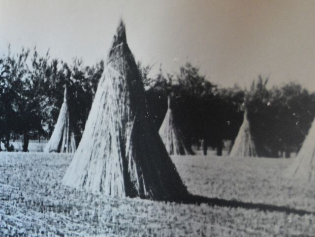 Lavorazione della canapa nel Bolognese