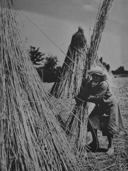 Lavorazione della canapa nel Bolognese