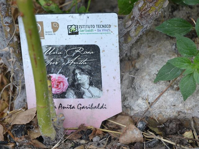 Progetto "Una rosa per Anita"