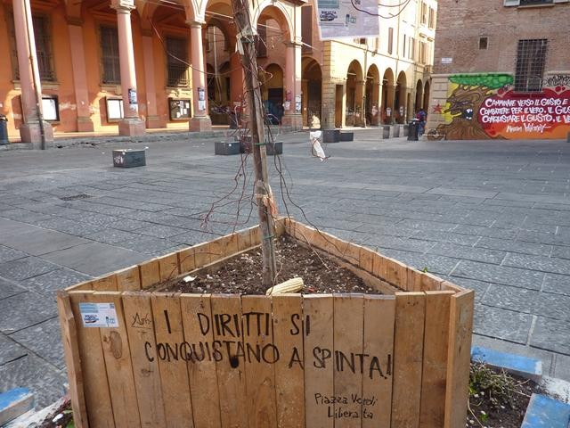 L'alberello piantato dagli studenti in piazza Verdi