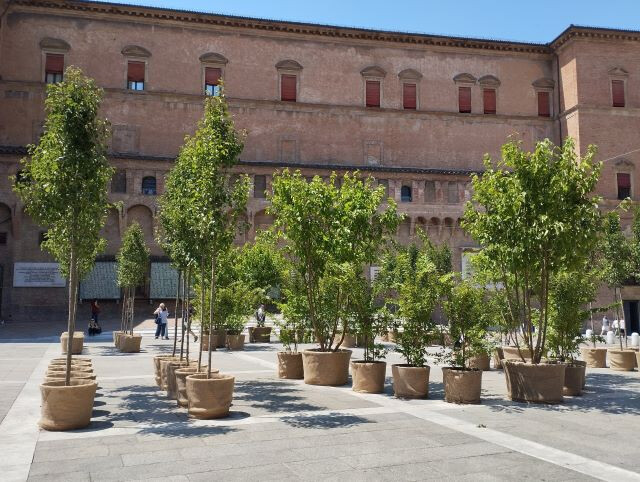 Alberi in piazza Nettuno (BO)
