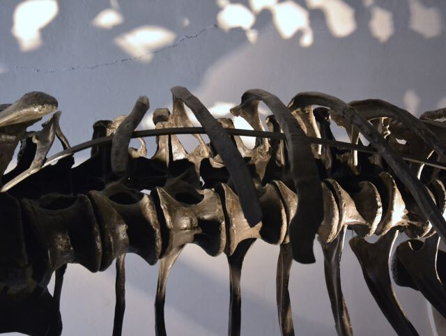 Collezione di Geologia "Museo Giovanni Capellini" 