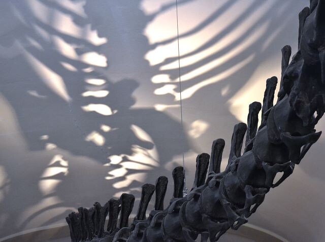 Collezione di Geologia "Museo Giovanni Capellini"