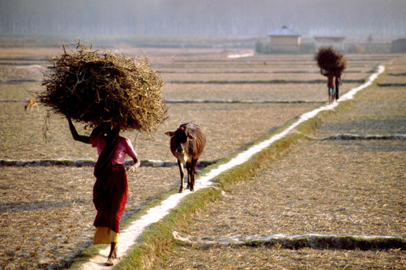 Contadina - Distretto di Sreemangal - Bangladesh - 2009