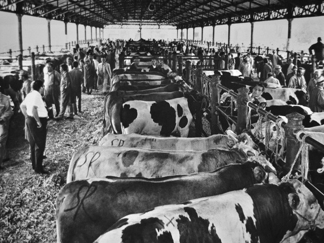 Il mercato bestiame tra porta S. Felice e porta Lame (BO)