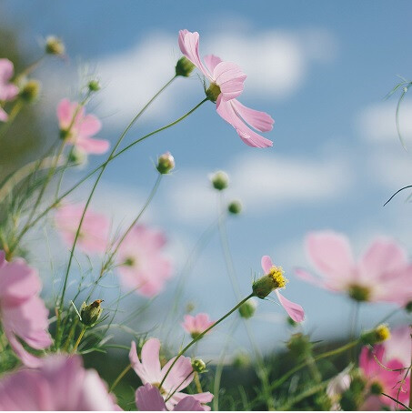 copertina di Pulizie di primavera