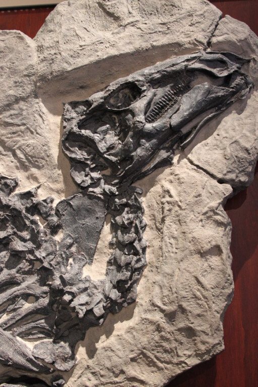 copertina di Dinosauri da racconto