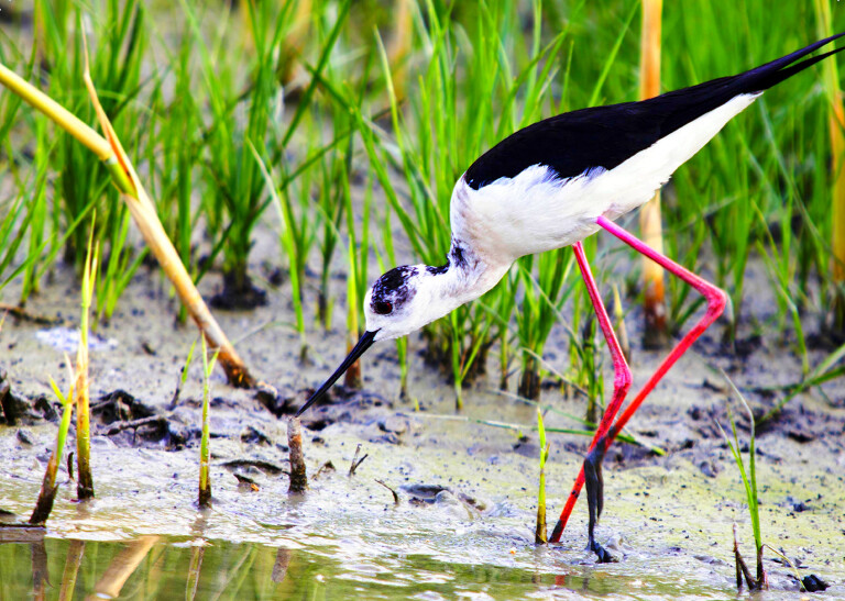 immagine di Birdwatching