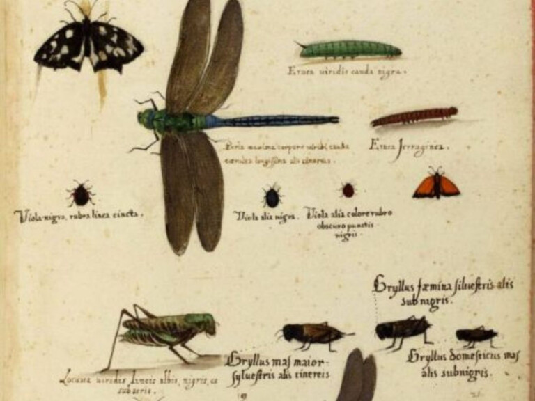 cover of Sulle orme di Ulisse…Aldrovandi, alla scoperta del mondo degli invertebrati