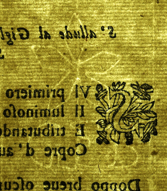 image of ID. 56 fiore a cinque petali, GFB