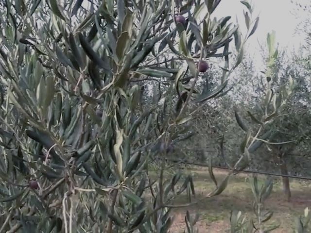 Olivi sui colli bolognesi