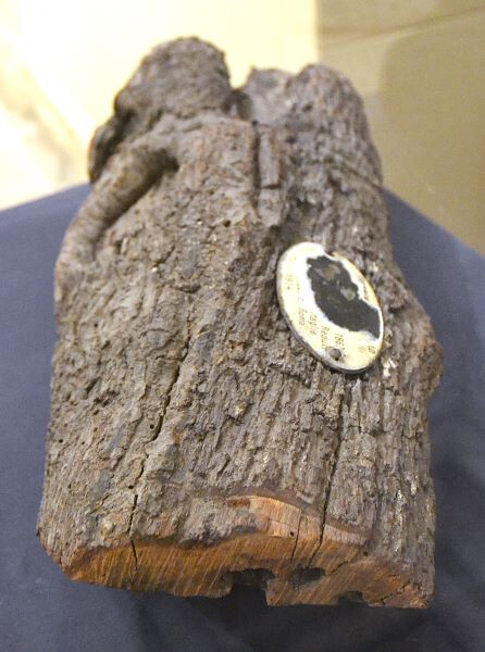Frammento dell'albero di mandorlo di Villa Glori 