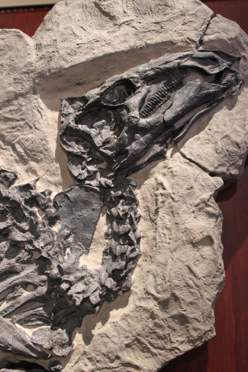 immagine di Fossili d'asporto-Calchi in museo
