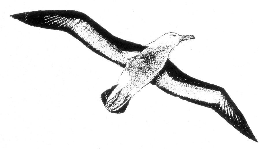 cover of L'Arte dell'Ascolto