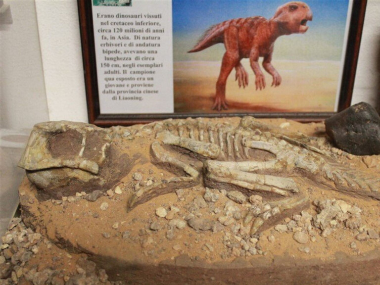copertina di Dai fossili del passato alle impronte del presente