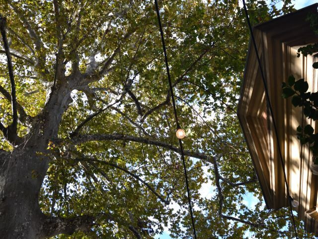 Il magnifico albero della Cavallerizza