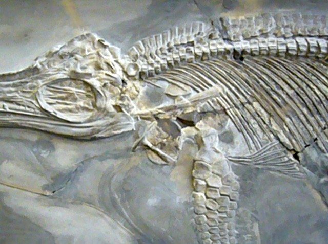 Scheletro fossile 