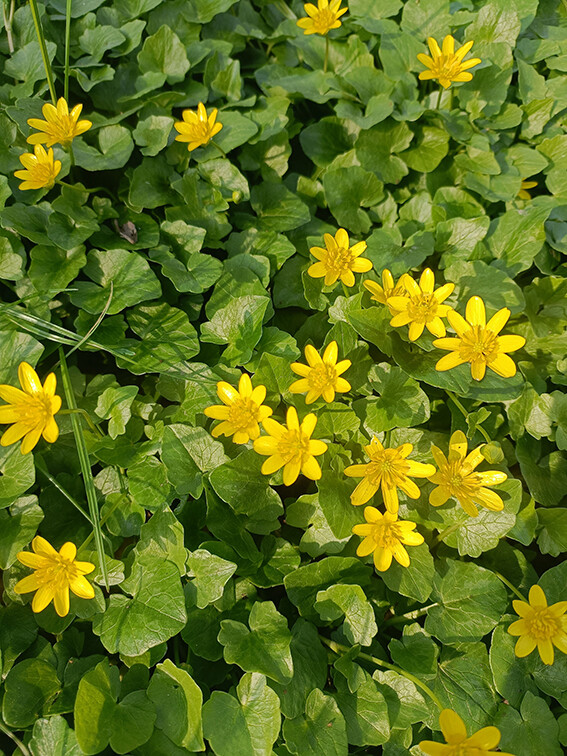 image de Sabato di Primavera