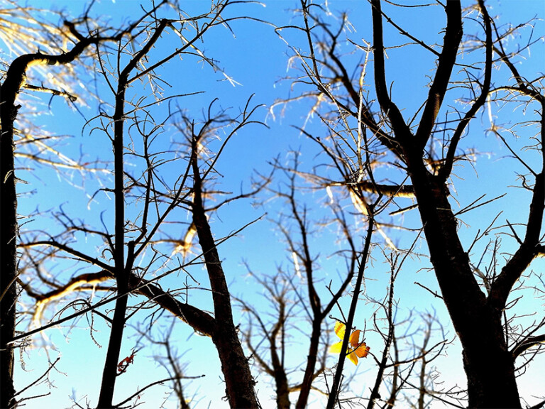 copertina di Mattinata nel parco