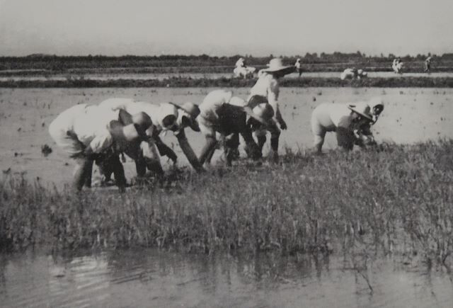 Mondine al lavoro nella Bassa bolognese