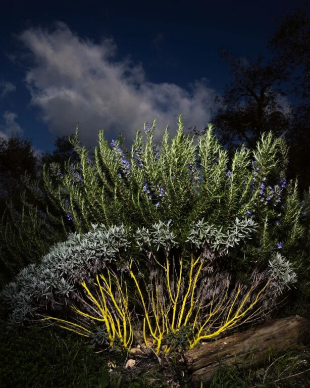 copertina di Dal giardino. Riconciliarsi con il selvatico