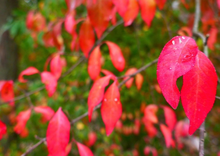 copertina di I colori d’autunno alla Golena S. Vitale