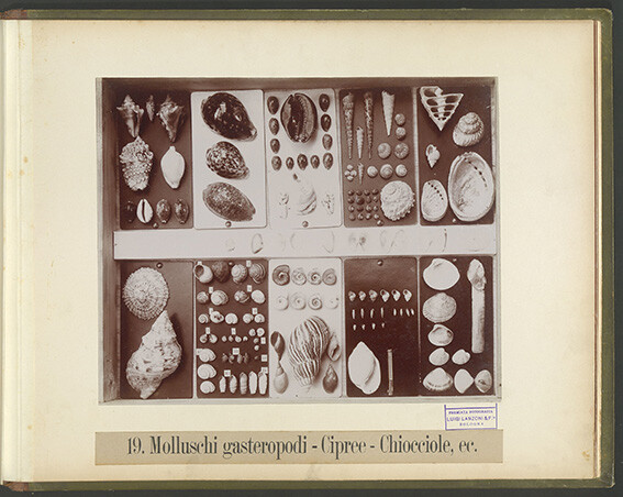 immagine di Album Bombicci 37