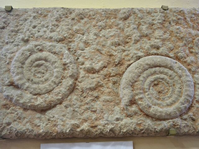 Collezione di Geologia "Museo Giovanni Capellini"