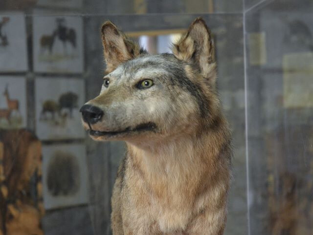 Lupo (Canis lupus)