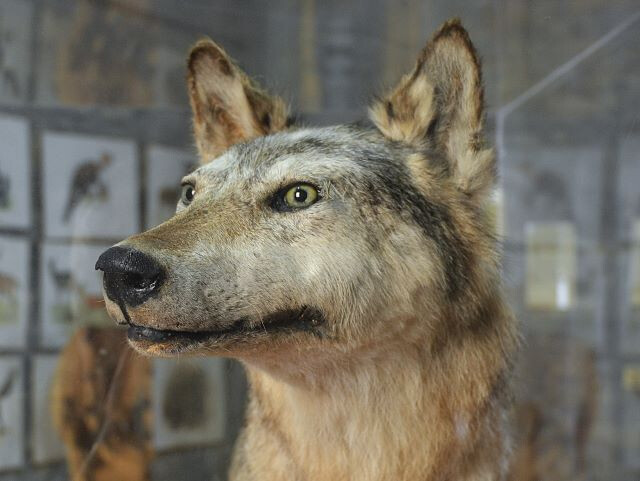 Lupo (Canis lupus)