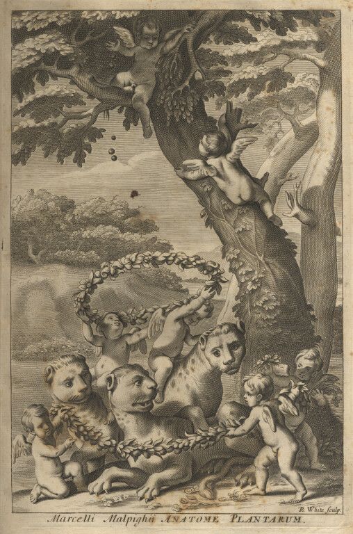 6.2 MARCELLO MALPIGHI Opera omnia, figuris elegantissimis in aes incisis illustrata, Londra, Robert Scott, 1686. 