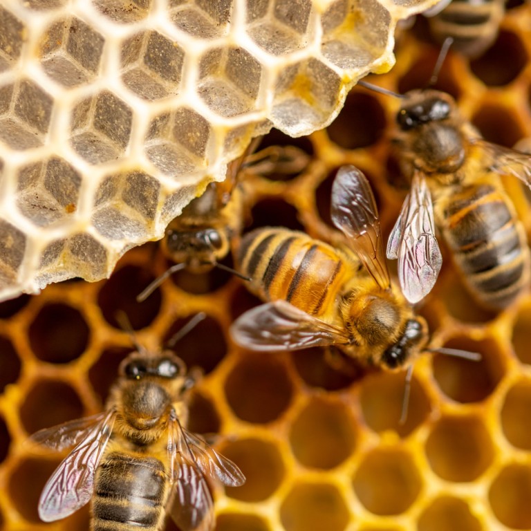 immagine di Le api: una risorsa per l'ambiente e la società