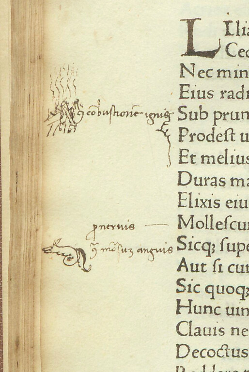 image of Macer Floridus, De viribus herbarum carmen (1482)