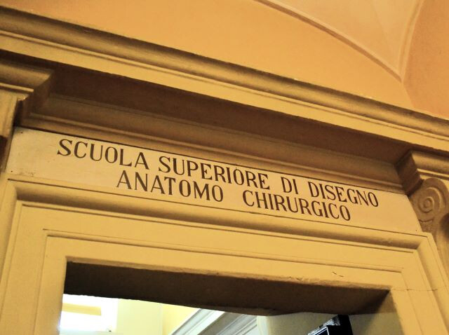 Scuola Superiore di Disegno anatomo chirurgico