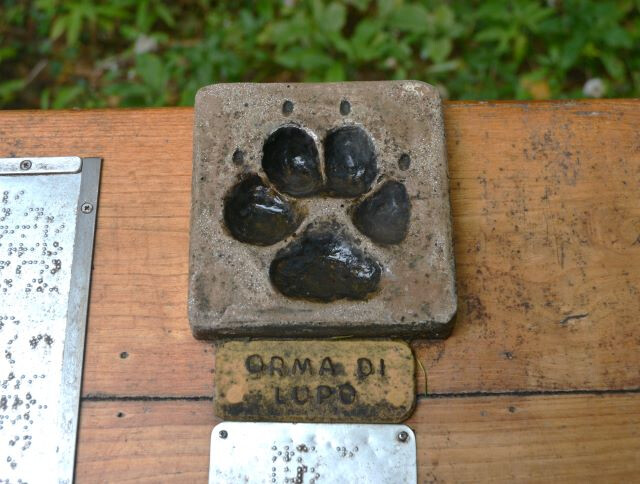 Orma di lupo