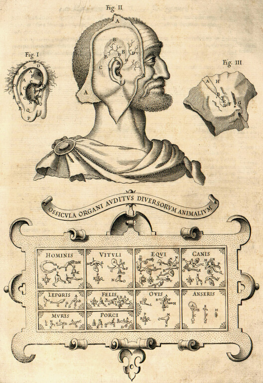 couverture de Gran Concerto Anatomico. Teatro, musica e anatomia: tra corpo e universo, un'azione teatrale itinerante