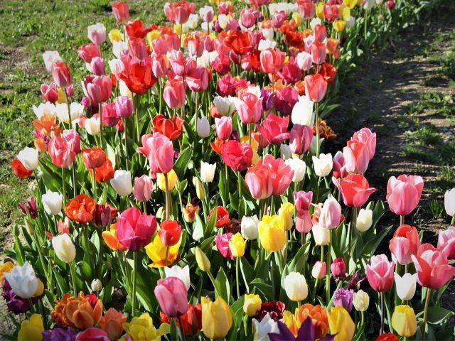Fioritura dei tulipani