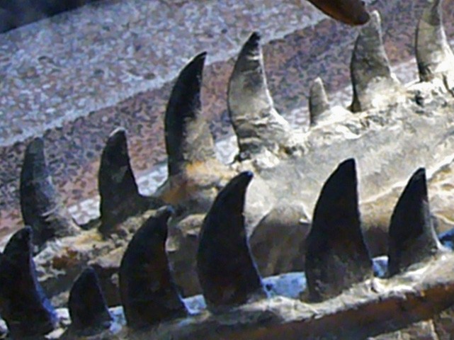 Denti preistorici 