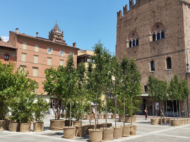 Alberi in piazza Nettuno (BO)
