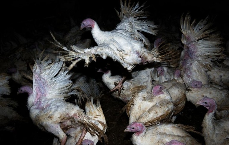 copertina di La filosofia davanti al massacro degli animali