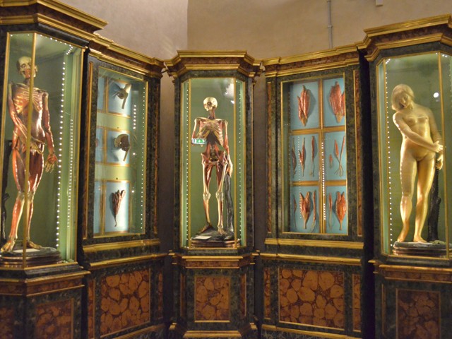 Museo delle cere anatomiche 