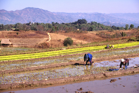 Contadine akha nelle risaie - Stato Shan - Myanmar - 1998