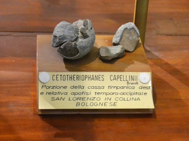 Cetotheriophanes Capellinii
