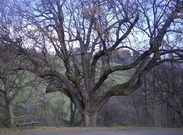 Una delle querce secolari del parco